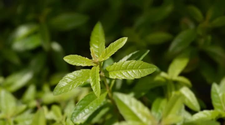 ترکیب گیاهی ابن مسعود ترکیب گیاهی ابن مسعود